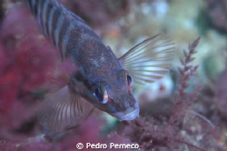Macro by Pedro Perneco 